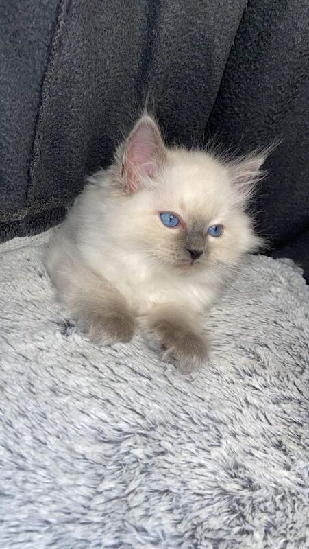 Ragdoll kittens for sale in Dagenham, Greater London – 10 weeks old - Image 5 of 6