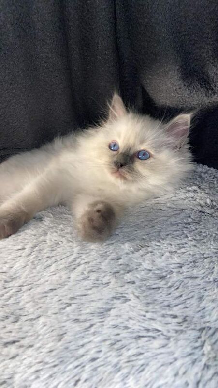 Ragdoll kittens for sale in Dagenham, Greater London – 10 weeks old - Image 6 of 6