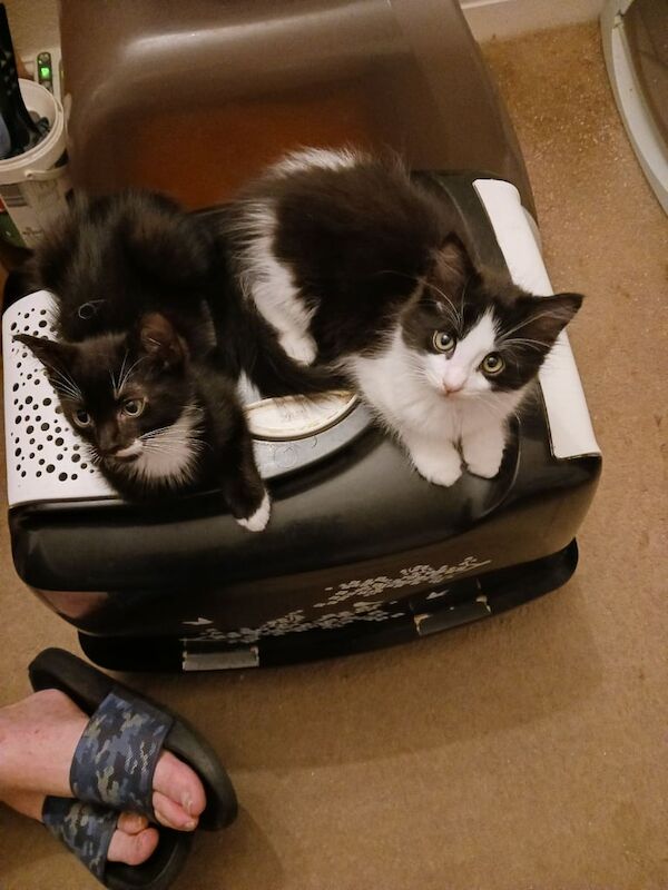 Ragdoll kittens for sale in Chatham, Kent – 10 weeks old - Image 2 of 3