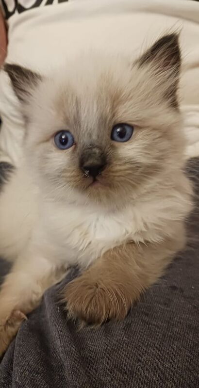 Ragdoll kittens for sale in Chatham, Kent – 11 weeks old