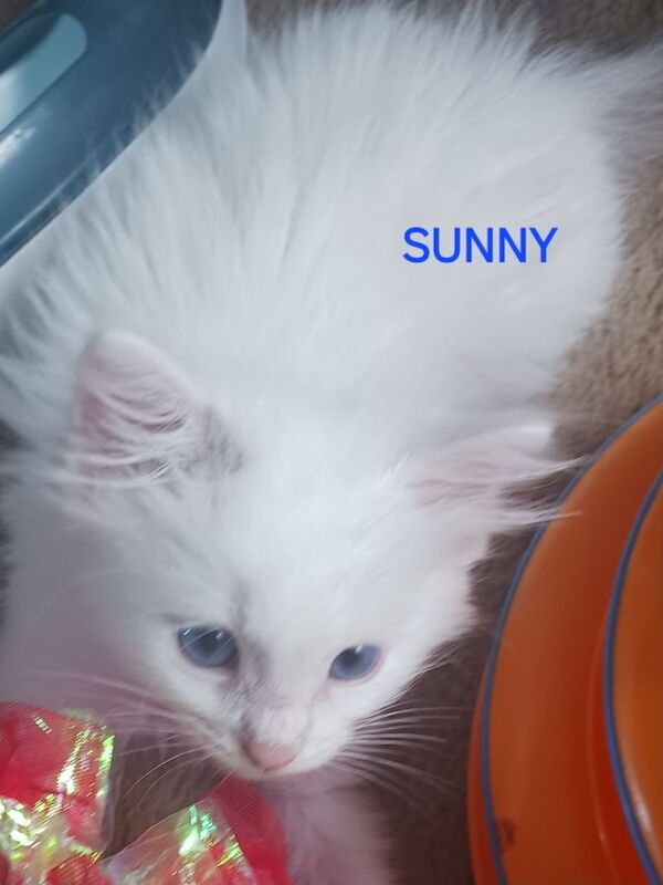 Ragdoll kittens for sale in Chatham, Kent – 11 weeks old - Image 2 of 3
