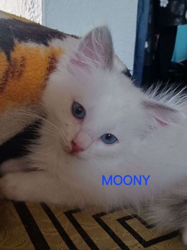 Ragdoll kittens for sale in Chatham, Kent – 11 weeks old - Image 3 of 3