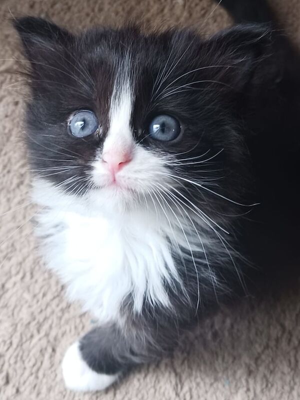 Ragdoll kittens for sale in Chatham, Kent – 8 weeks old