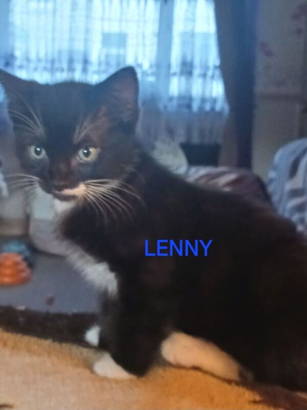 Ragdoll kittens for sale in Chatham, Kent – 8 weeks old - Image 2 of 3