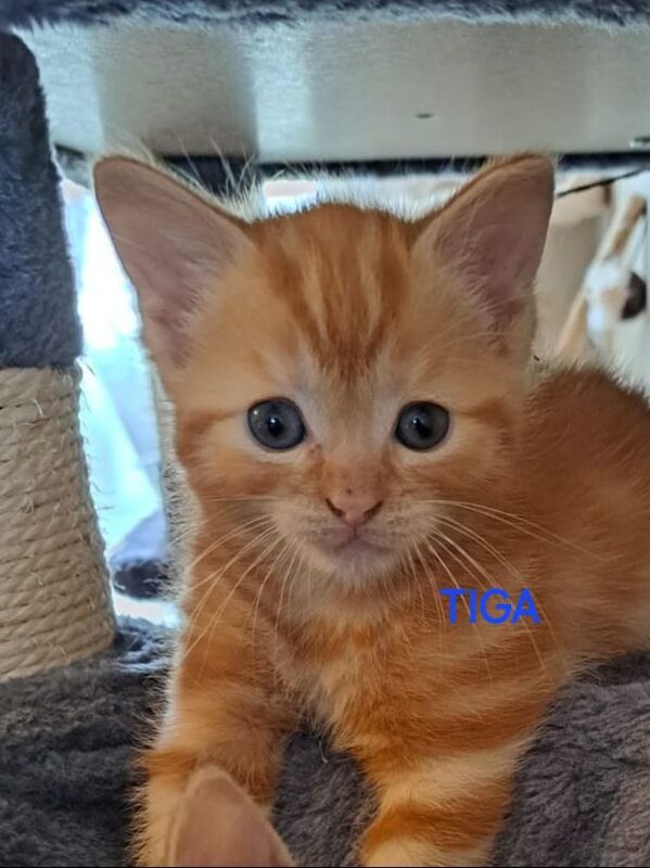 Ragdoll kittens for sale in Chatham, Kent – 8 weeks old - Image 3 of 3