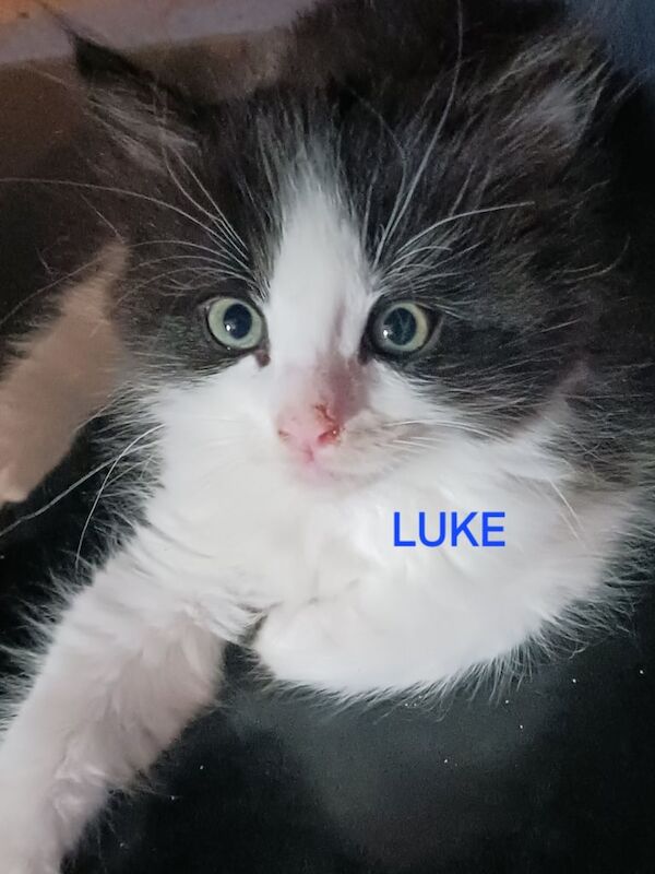 Ragdoll kittens for sale in Chatham, Kent – 10 weeks old - Image 3 of 3