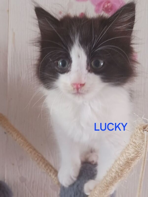 Ragdoll kittens for sale in Chatham, Kent – 11 weeks old - Image 3 of 3