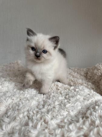 ?? Cutest Fluffiest Pedigree Ragdoll Kittens ?? for sale in Salisbury, Wiltshire
