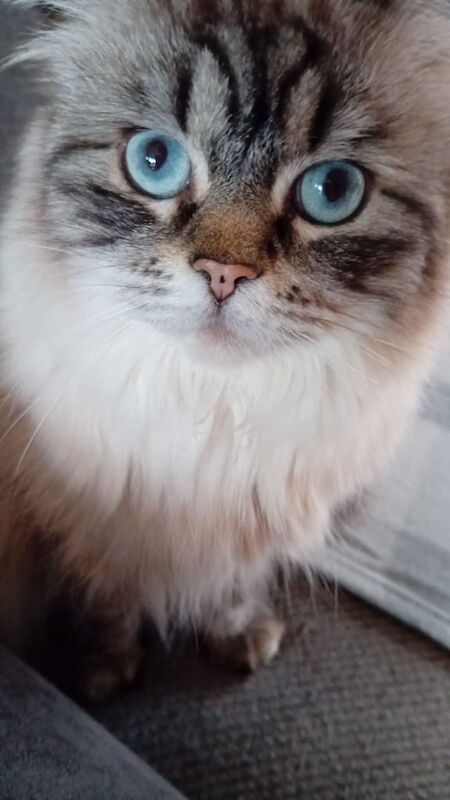 Ethal ragdoll for sale in Peterlee, Durham