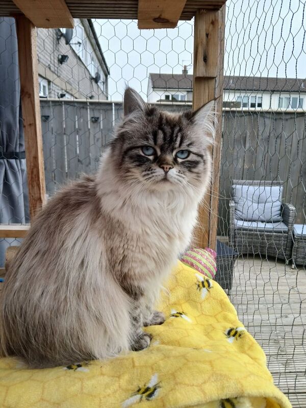 Ethal ragdoll for sale in Peterlee, Durham | Image 2