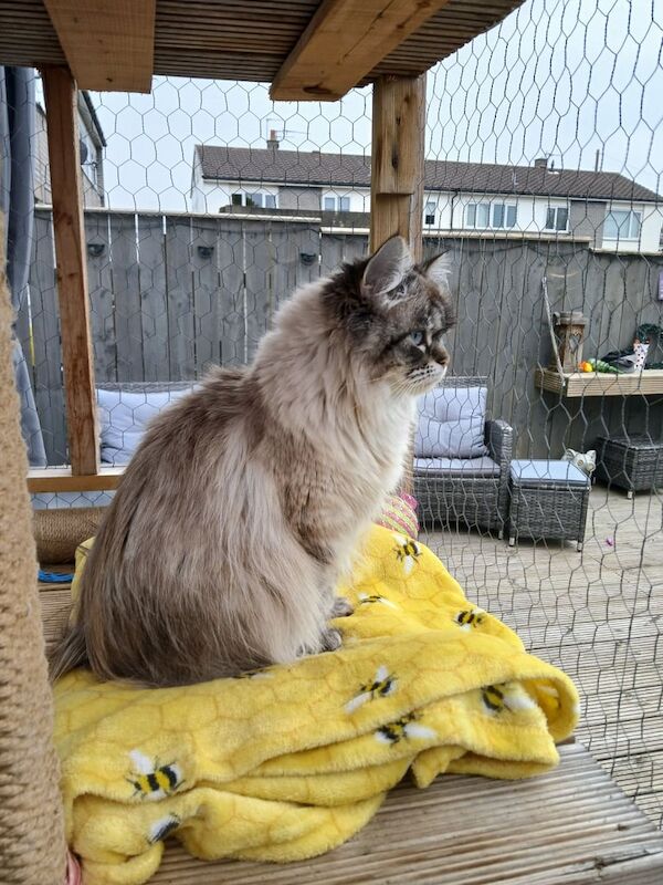 Ethal ragdoll for sale in Peterlee, Durham - Image 3
