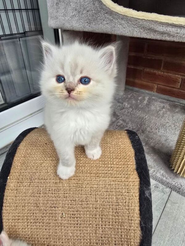 European bloodline ragdoll kittens