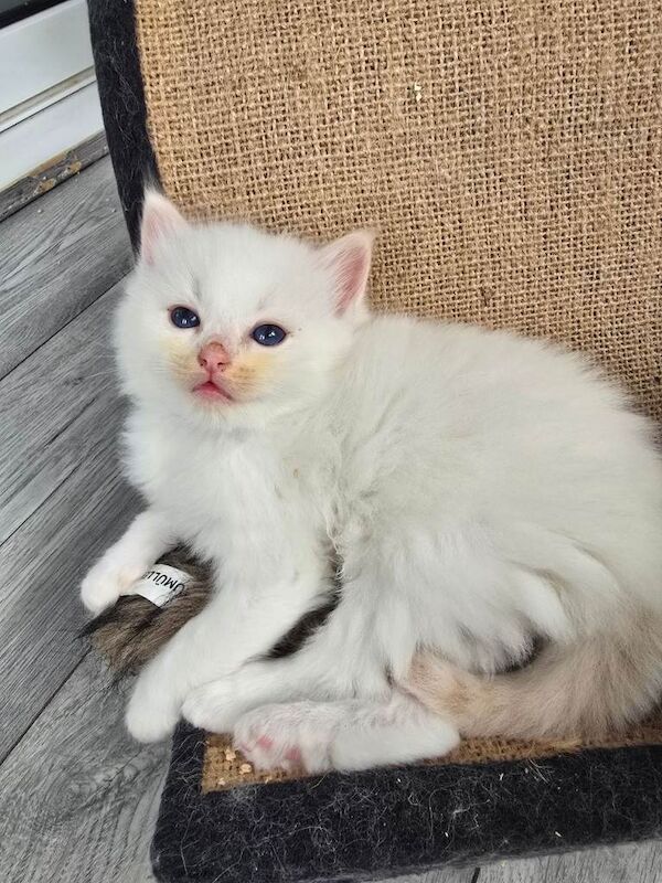 European bloodline ragdoll kittens - Image 2 of 6