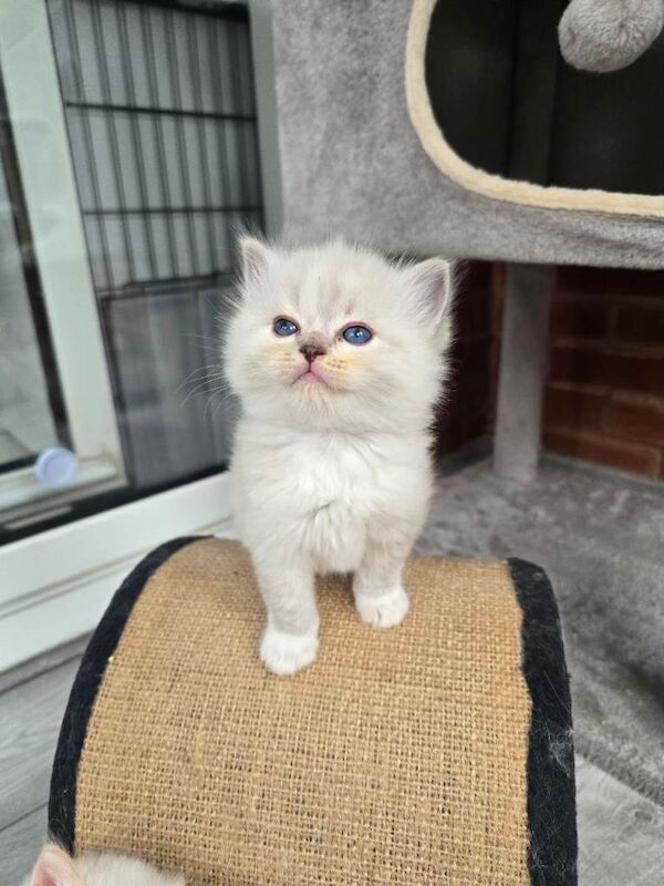 European bloodline ragdoll kittens - Image 3 of 6