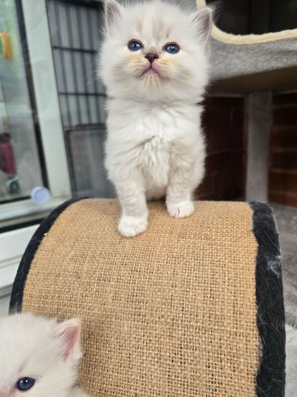 European bloodline ragdoll kittens - Image 4 of 6