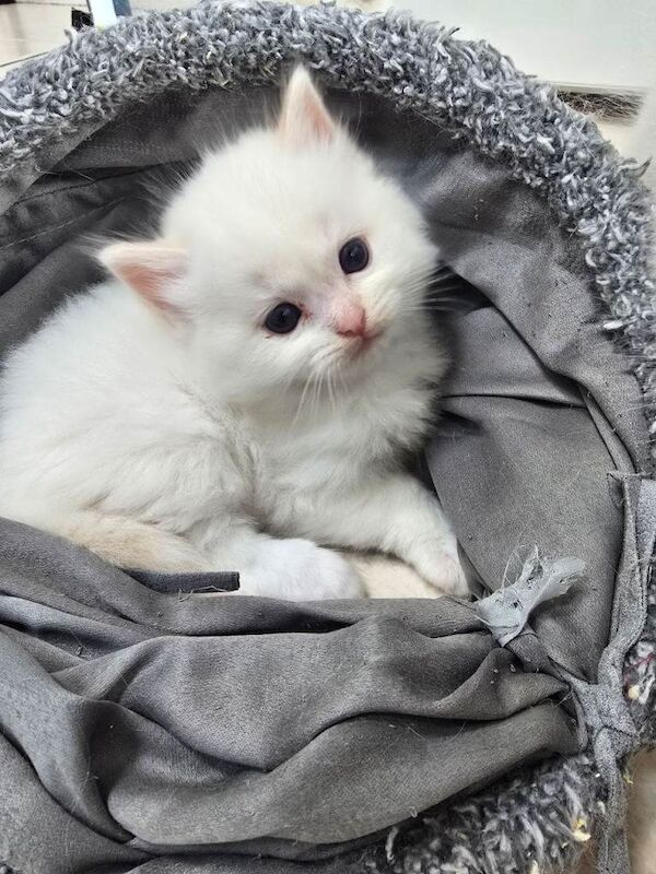 European bloodline ragdoll kittens - Image 5 of 6