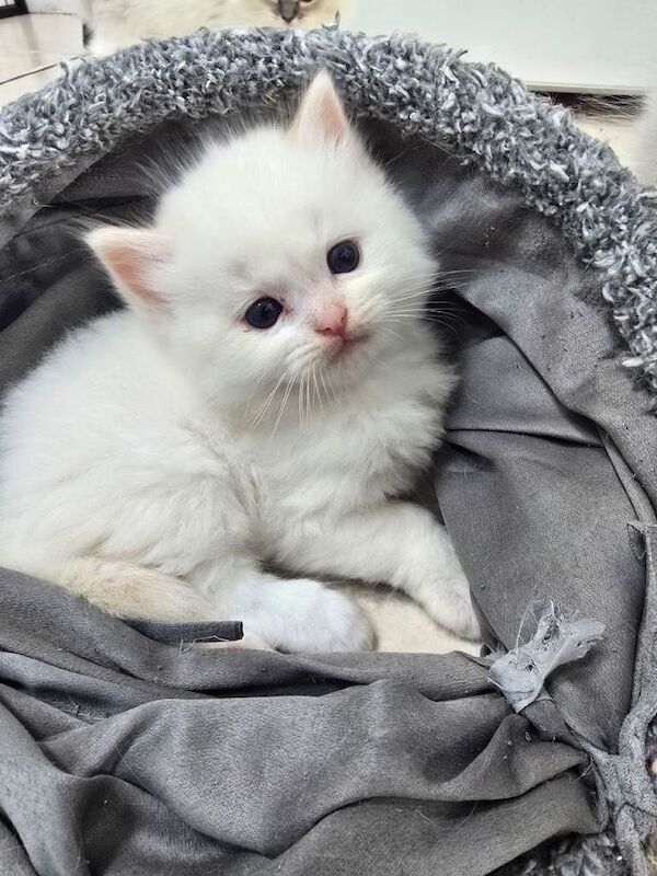 European bloodline ragdoll kittens - Image 6 of 6
