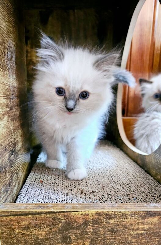 Ragdoll kittens for sale in Aberdeenshire – 8 weeks old