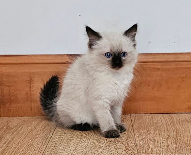 Ragdoll kittens for sale in Aberdeenshire – 8 weeks old - Image 2 of 3