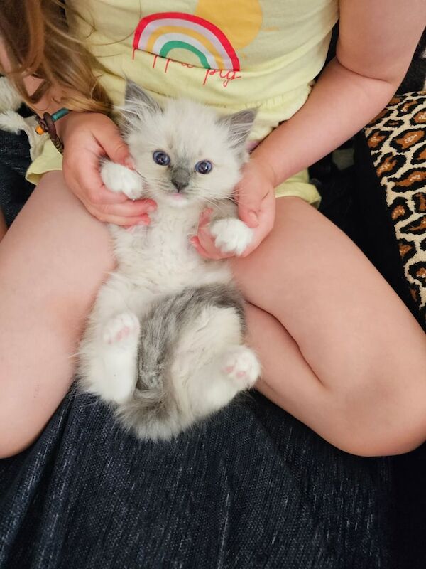 Ragdoll kittens for sale in Aberdeenshire – 8 weeks old - Image 3 of 3