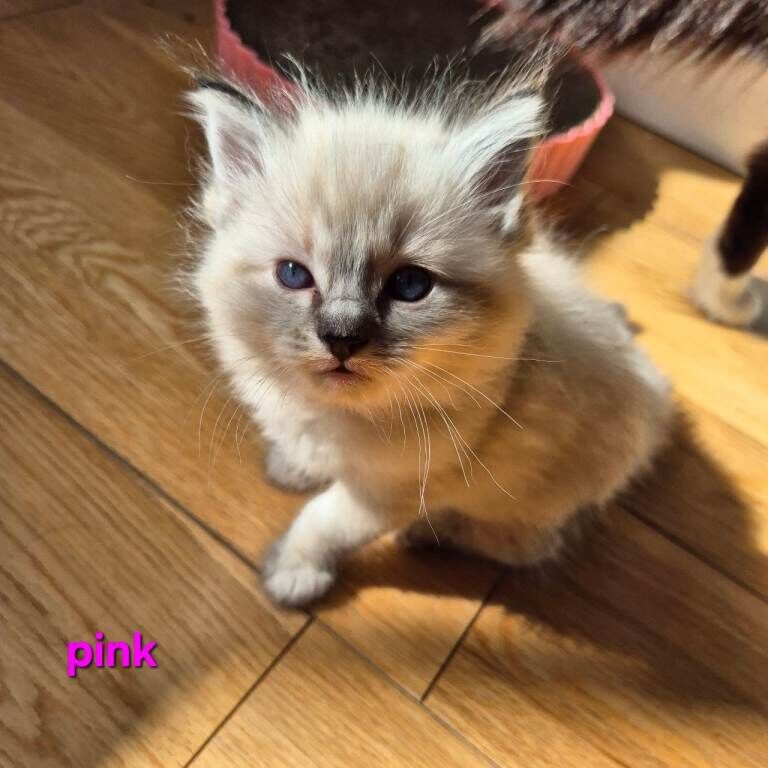 Ragdoll Kittens For Sale
