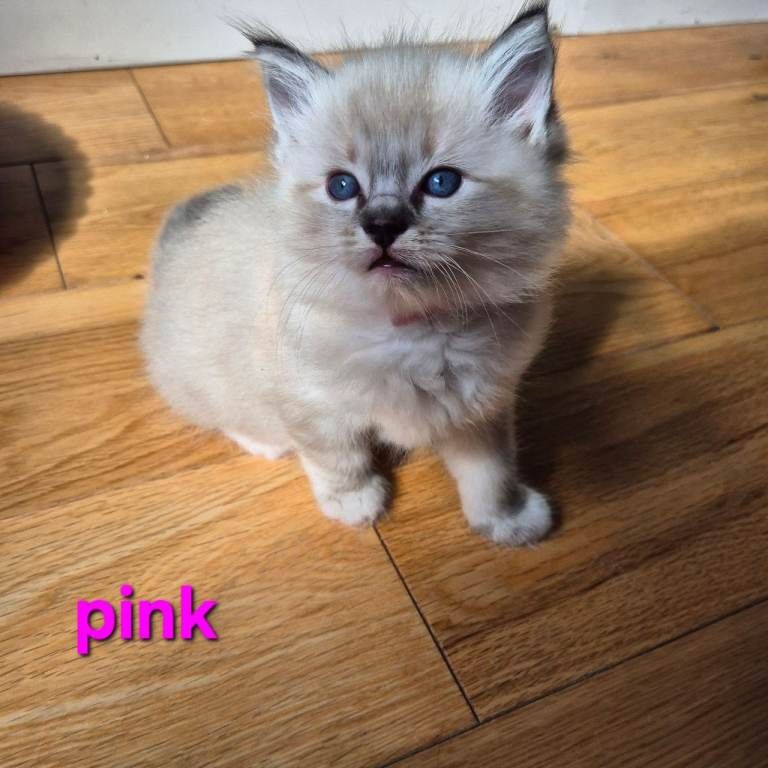 Exceptional Ragdoll Kittens – Raised with love - Image 2 of 6