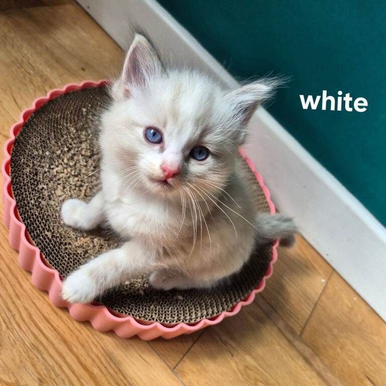 Exceptional Ragdoll Kittens – Raised with love - Image 3 of 6