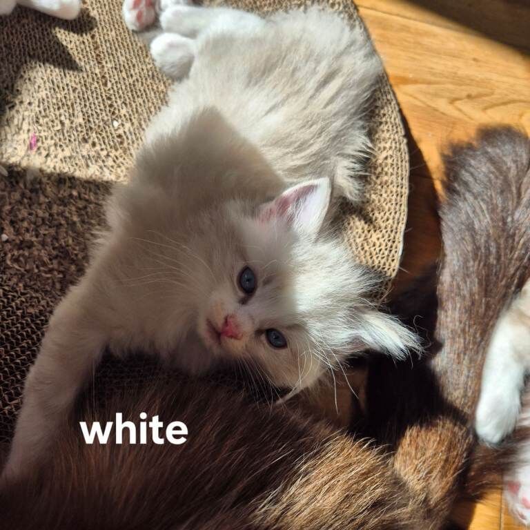 Exceptional Ragdoll Kittens – Raised with love - Image 4 of 6