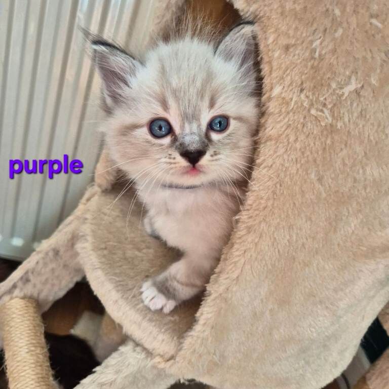 Exceptional Ragdoll Kittens – Raised with love - Image 5 of 6