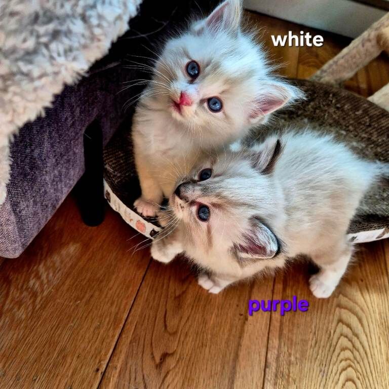 Exceptional Ragdoll Kittens – Raised with love - Image 6 of 6