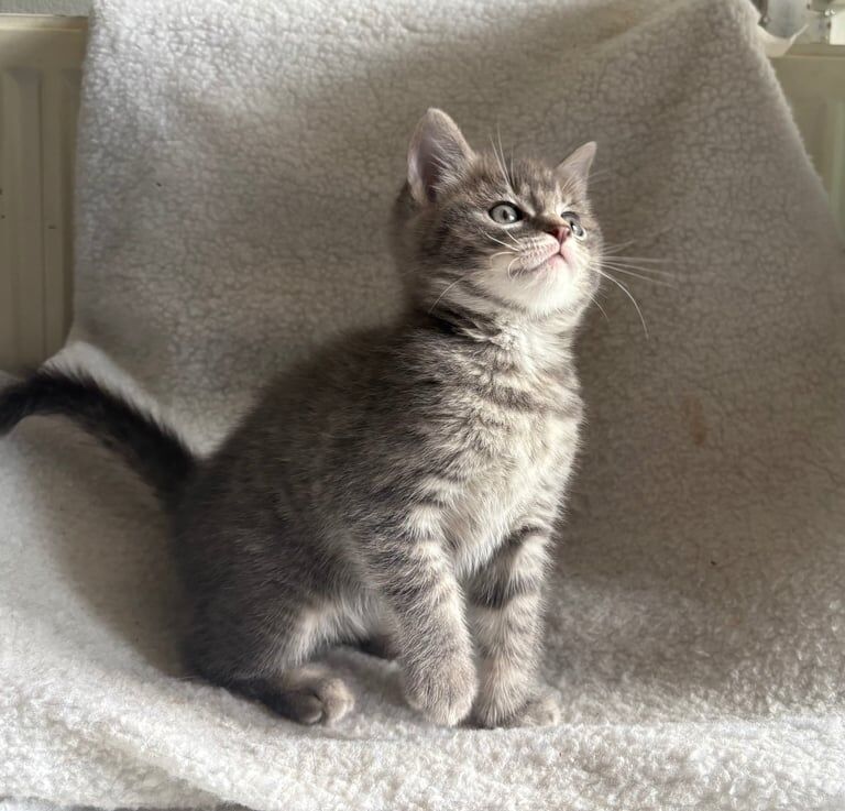 Ragdoll kittens for sale in Milton Keynes, Buckinghamshire – 8 weeks old
