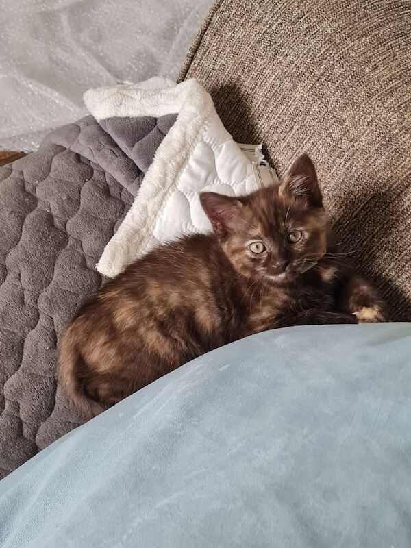 Ragdoll kittens for sale in Port Talbot, West Glamorgan – 11 weeks old