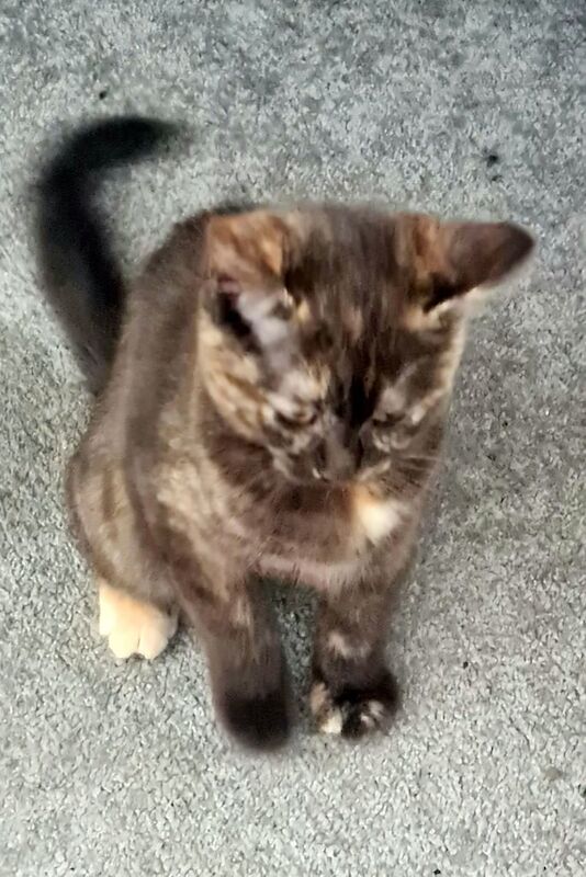 Ragdoll kittens for sale in Port Talbot, West Glamorgan – 11 weeks old - Image 2 of 3