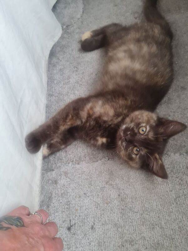 Ragdoll kittens for sale in Port Talbot, West Glamorgan – 11 weeks old - Image 3 of 3