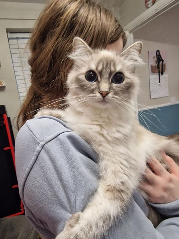 Felmale Ragdoll cat for sale in Newbury, Berkshire