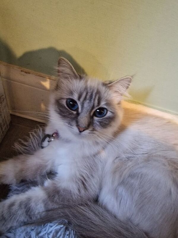 Felmale Ragdoll cat for sale in Newbury, Berkshire | Image 2