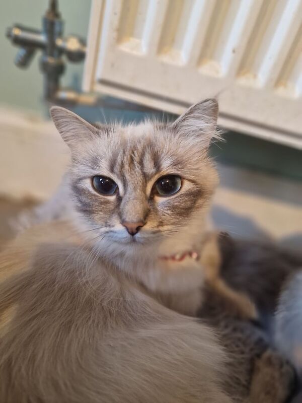Felmale Ragdoll cat for sale in Newbury, Berkshire | Image 3