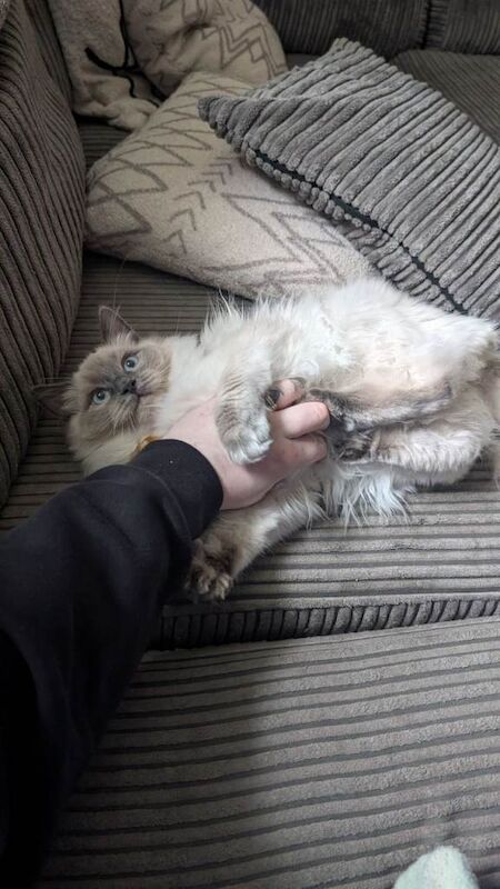 Ragdoll kittens for sale in Gosport, Hampshire – 6 months old