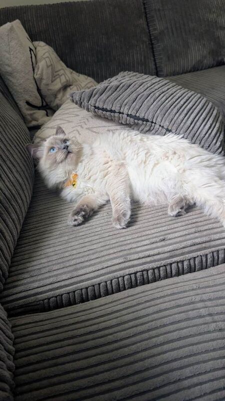 Ragdoll kittens for sale in Gosport, Hampshire – 6 months old - Image 2 of 3