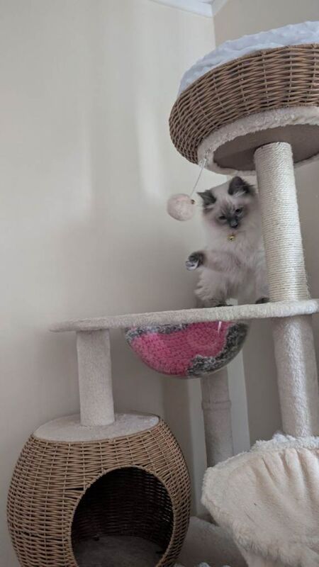 Ragdoll kittens for sale in Gosport, Hampshire – 6 months old - Image 3 of 3