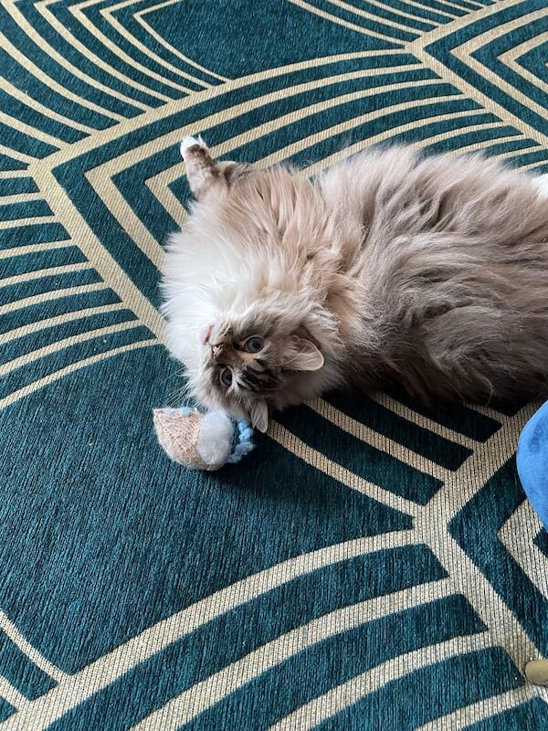 Ragdoll kittens for sale in Stone, Staffordshire – 3 years old