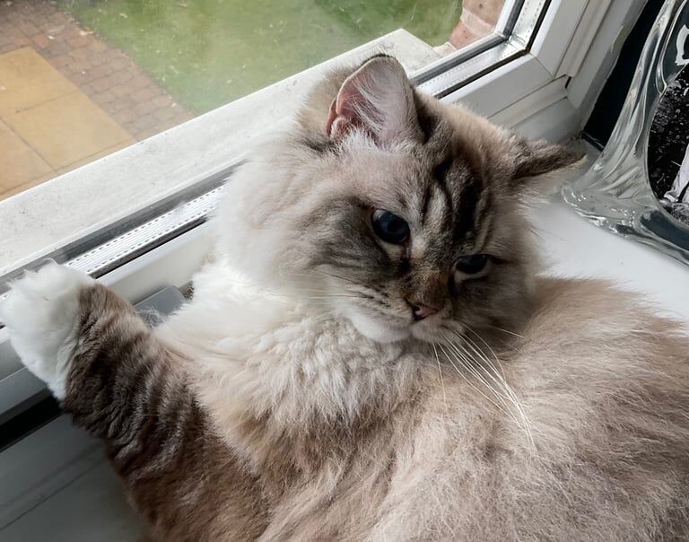Ragdoll kittens for sale in Stone, Staffordshire – 3 years old - Image 2 of 3