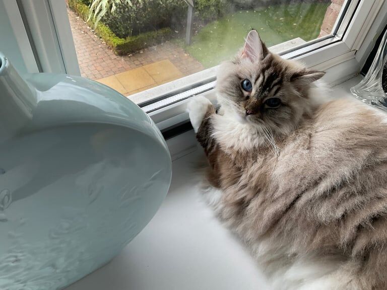 Ragdoll kittens for sale in Stone, Staffordshire – 3 years old - Image 3 of 3