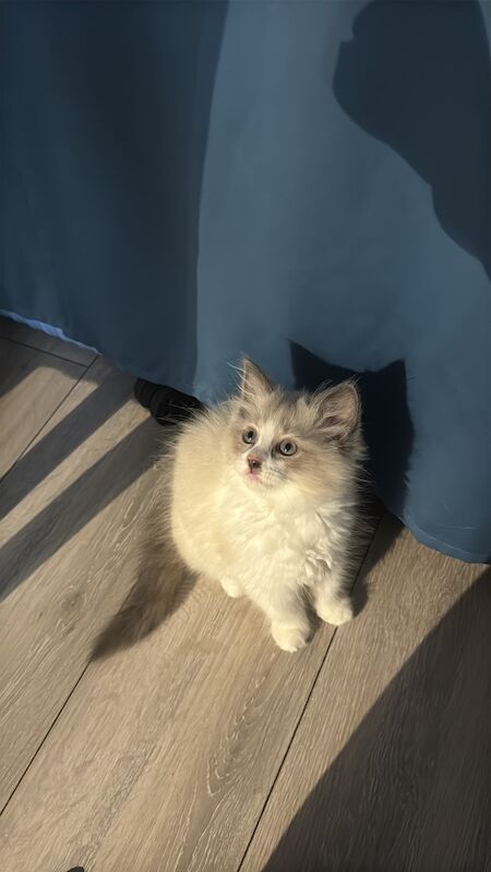 Ragdoll kittens for sale in London, Greater London – 11 weeks old