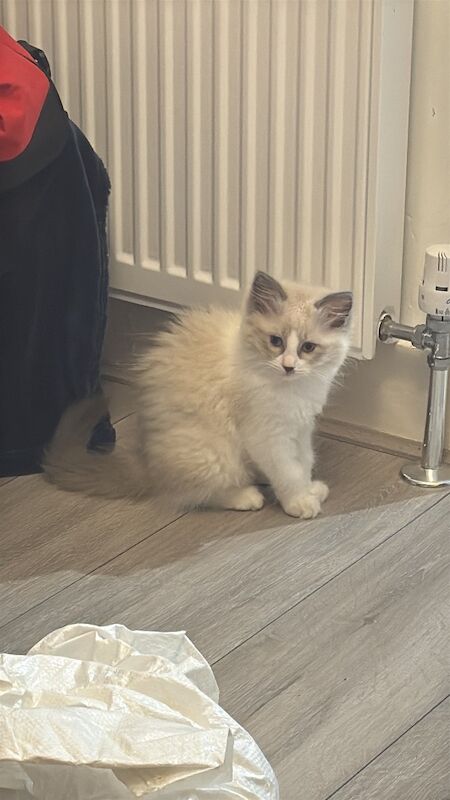 Ragdoll kittens for sale in London, Greater London – 11 weeks old - Image 2 of 8