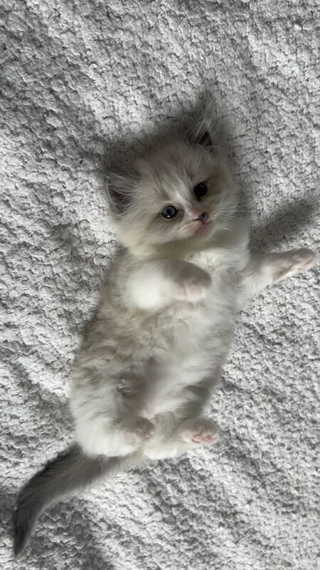 Ragdoll kittens for sale in London, Greater London – 11 weeks old - Image 3 of 8