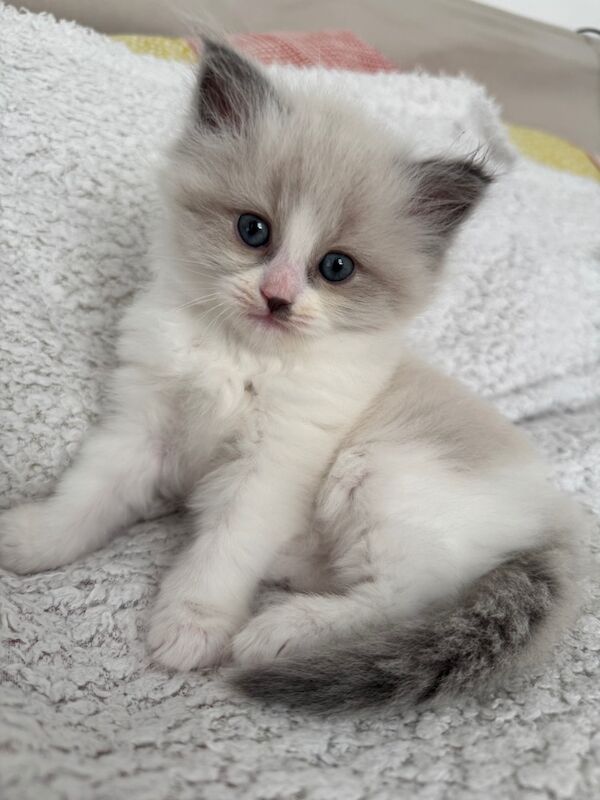 Ragdoll kittens for sale in London, Greater London – 11 weeks old - Image 4 of 8