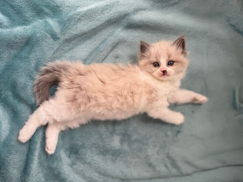 Ragdoll kittens for sale in London, Greater London – 11 weeks old - Image 5 of 8