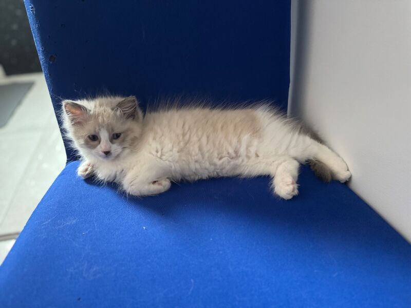 Ragdoll kittens for sale in London, Greater London – 11 weeks old - Image 6 of 8
