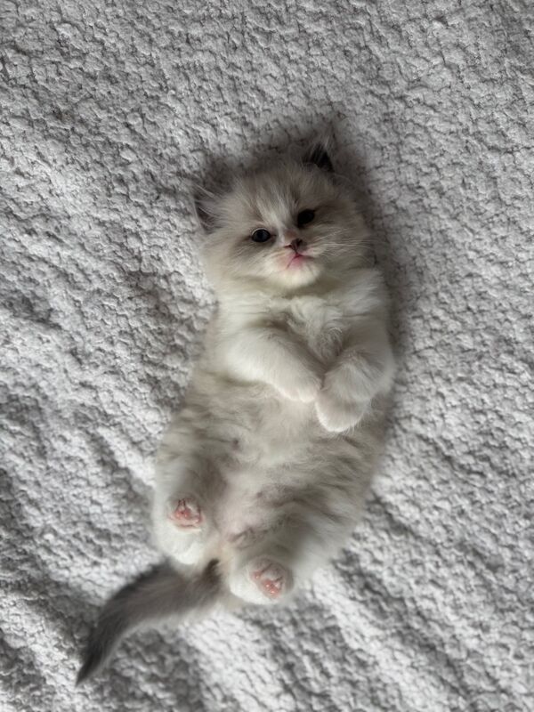 Ragdoll kittens for sale in London, Greater London – 11 weeks old - Image 7 of 8